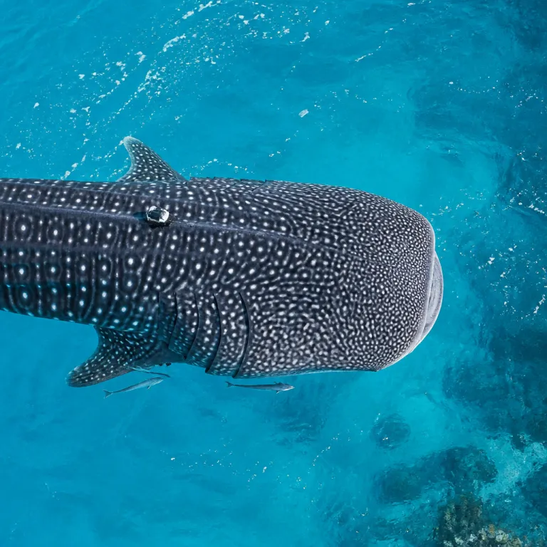 Whale shark encounters in the Maldives: why South Ari Atoll remains the world's most reliable rendezvous