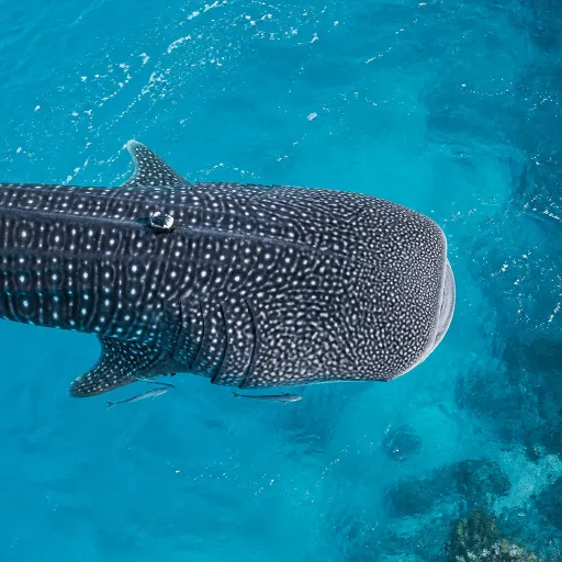 Whale shark encounters in the Maldives: why South Ari Atoll remains the world's most reliable rendezvous